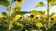 El avance del cultivo del girasol en Argentina: “Es el noveno complejo exportador de la Argentina”