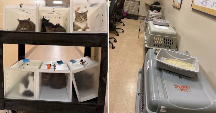 Wisconsin Humane Society issues urgent plea after 47 cats surrendered from one home