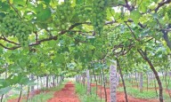 Tamil Nadu: Crop damage, low price worries grape growers