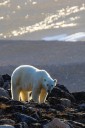 Worker interested in taking polar bear photos at Nunavut site before he was killed