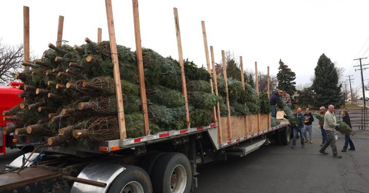 Photo: Knights Christmas tree sale