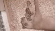 Turtle Back Zoo welcomes two new lion cubs