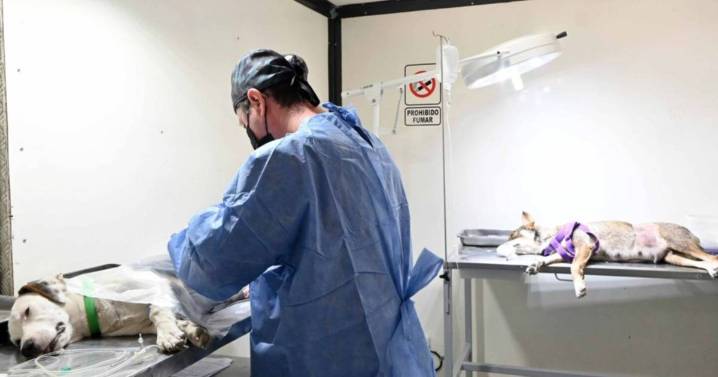 Castración, vacunas y desparasitación gratuita de Zoonosis