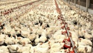 China levanta suspensión a exportaciones de pollo de Brasil