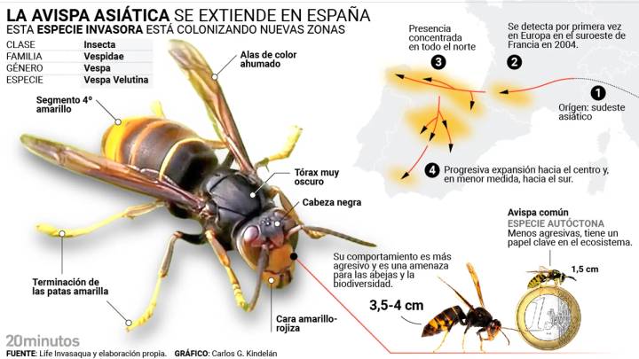 Avispa asiática: publican la guía definitiva para controlar su avance en toda España
