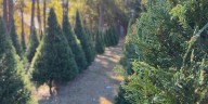 Midlands farmers report a surprising surge in Christmas tree growth following Hurricane Helene