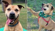 Texas Shelter Dog Spends 2,500 Days Waiting While Others Find Homes