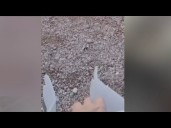 Western screech owl freed in Tucson after trap mishap