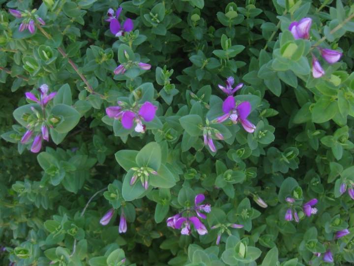 Why these gardeners are sharing their purple planting passions