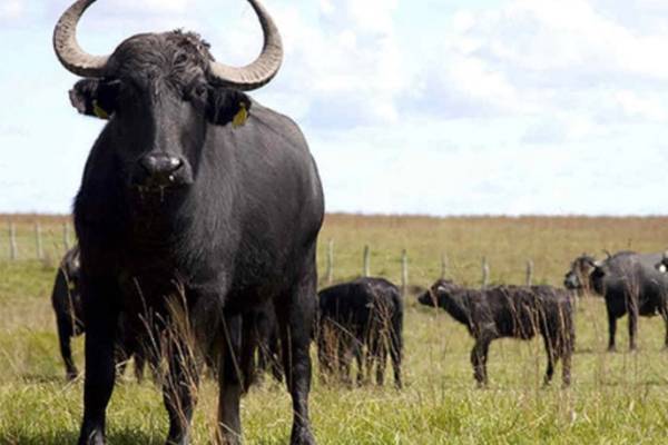 Rebaño de búfalos en Venezuela incremento hasta un 15% en 2025