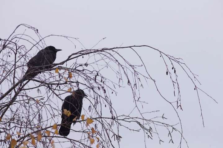 Portland starts Tuesday with patchy fog. Skies clear by afternoon; high 52