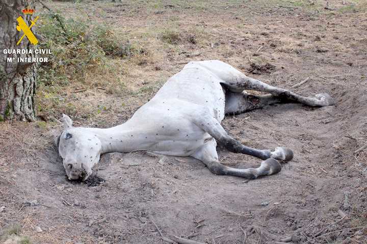 Investigado el propietario de una yegua por maltrato animal en la zona de ‘El Baldío’ (Segovia)