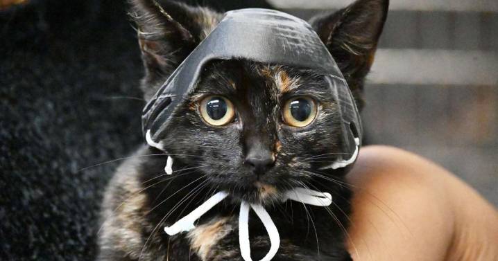Cat named Noggin gets help for her Noggin