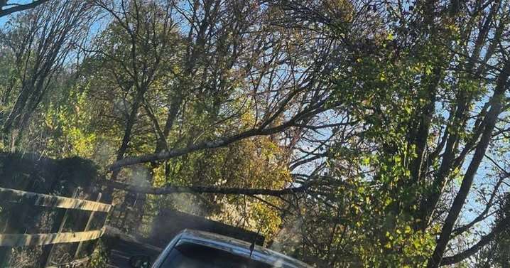 Live: Huge tree falls onto road near historic Devon bridge