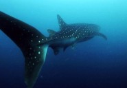 Ambientalistas van al rescate de los tiburones en Quintana Roo