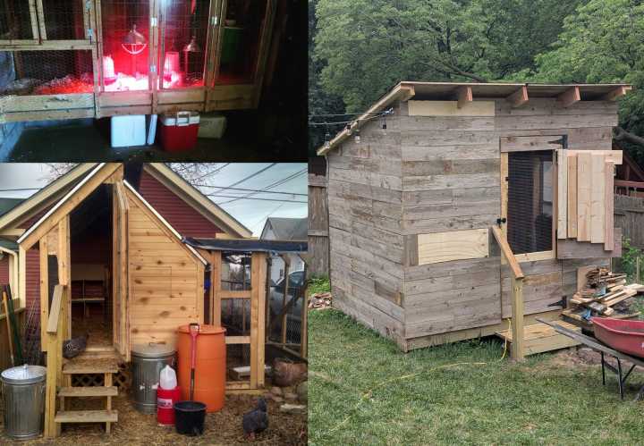 Keeping Chickens Ain’t About The Money