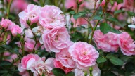 How To Protect Your Roses From Wind Rock During Winter For A Stronger Plant In Spring