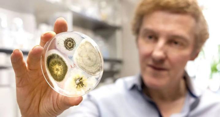 Genetically Modified Fungus Could Help Eradicate Mosquitoes