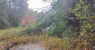 Live updates as fallen trees block North Staffordshire roads 