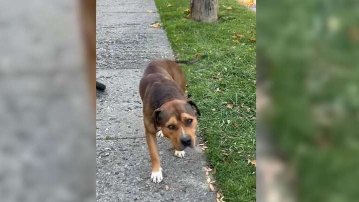 Stray Dog From Michigan With Heartbreaking Past Limps Up To Woman And Curls Up In Her Arms