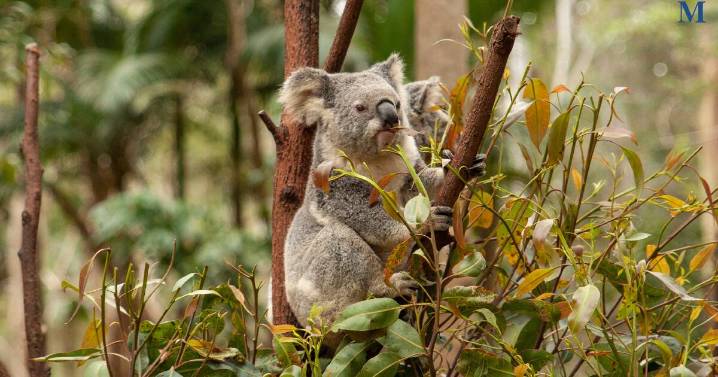 NSW koala comeback: Populations rebound after bushfires