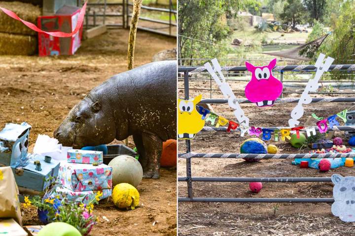 World’s Oldest Living Hippo Celebrates 52nd Birthday With Hungry, Hungry Hippos Party