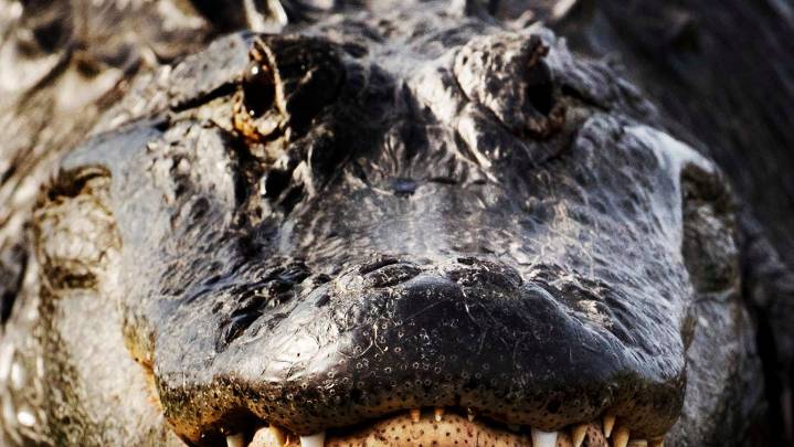 20 lakes in Florida with the most alligators. Tour in photos