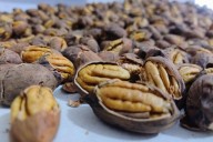 Escasez y sequía disparan el precio de la nuez en Coahuila