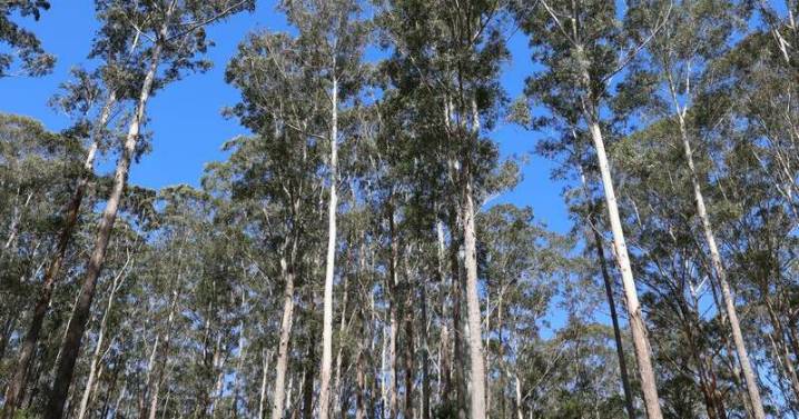 Federal environment laws 'won't fix' project backlog