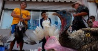 Huella de EU en México: ¿Cuánto pavo se consume en el país por Día de Acción de Gracias?