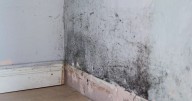 Quarter of UK adults live in damp and mouldy homes as health fears grow