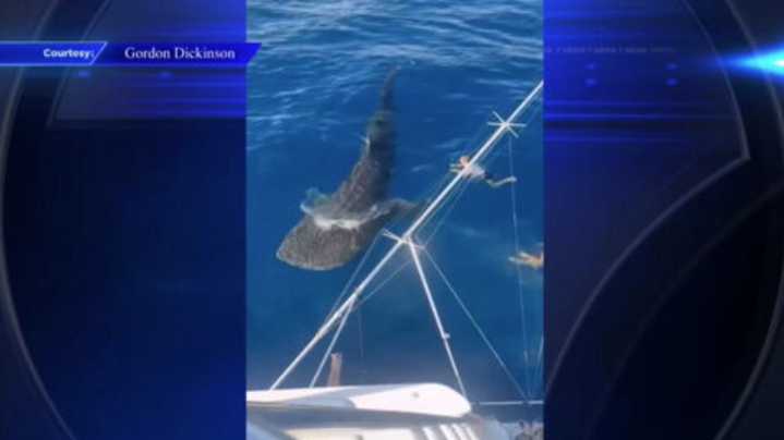 Boater spots whale shark while fishing off coast of Miami