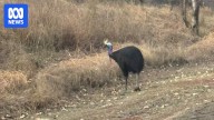 Cassowary wandering 150km from home in Queensland's Gulf Savannah baffles residents