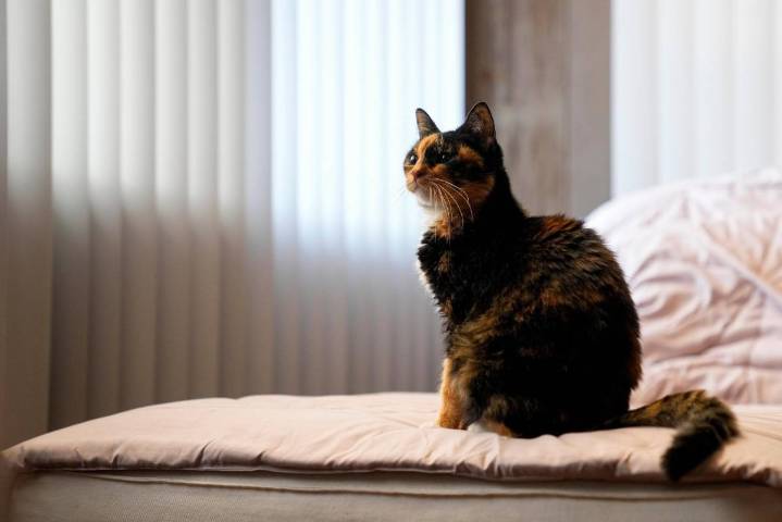 ¿Sabías que las mascotas también contaminan?, así puedes reducir su impacto climático