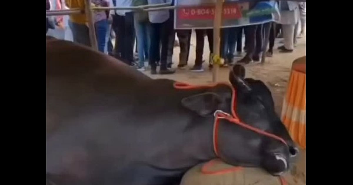 Tradition or exploitation: ₹21 cr buffalo dies at Rajasthan fair