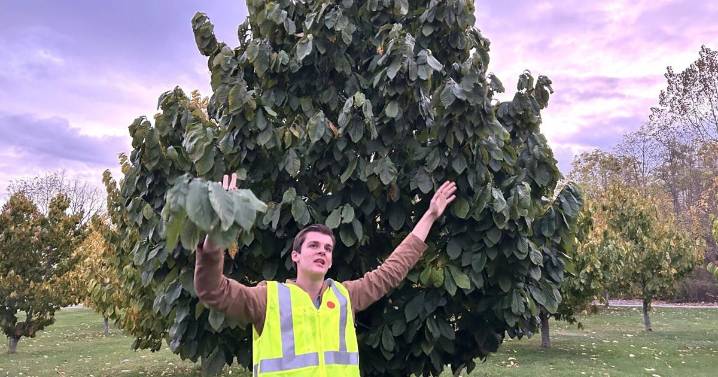 Pawpaw on the comeback in Norfolk County