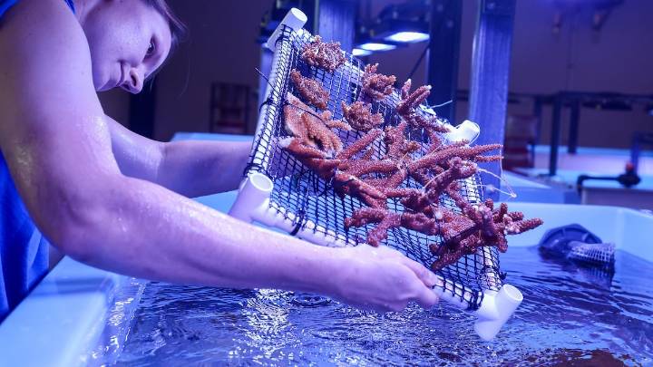 Florida Aquarium sends baby corals to Florida Keys to help restore reefs