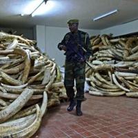 Survey raises estimate of African forest elephant numbers