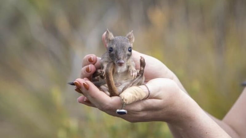 It looks like a tiny kangaroo and it’s bouncing back from the brink of extinction
