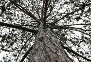 The biggest trees in America are hailed as national champions. Michigan has 7