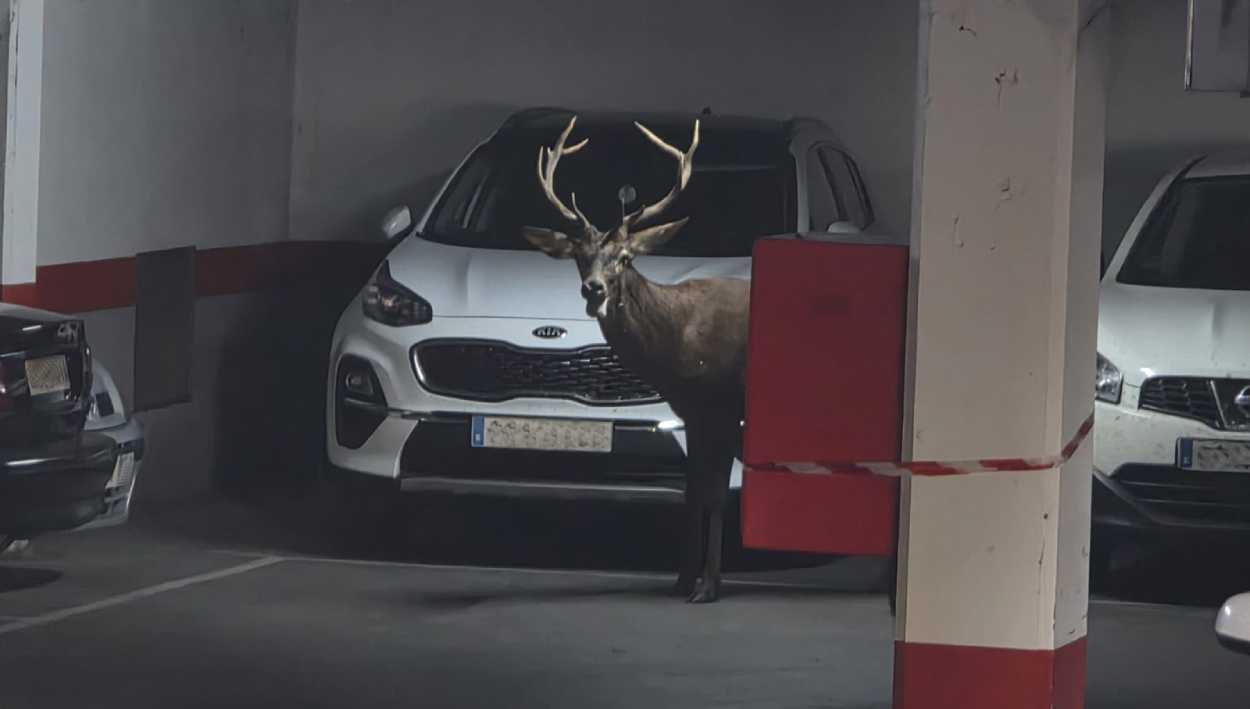 Insólita imagen en Zamora: un ciervo se pasea por el centro de la ciudad y acaba entrando en un parking