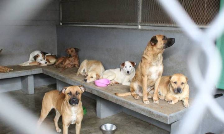 Maltrato animal es más frecuente en la capital Potosina: FGESLP