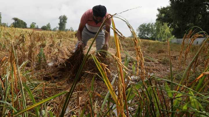 New MSP ‘equals out’ earnings, say farmers in Dehgam