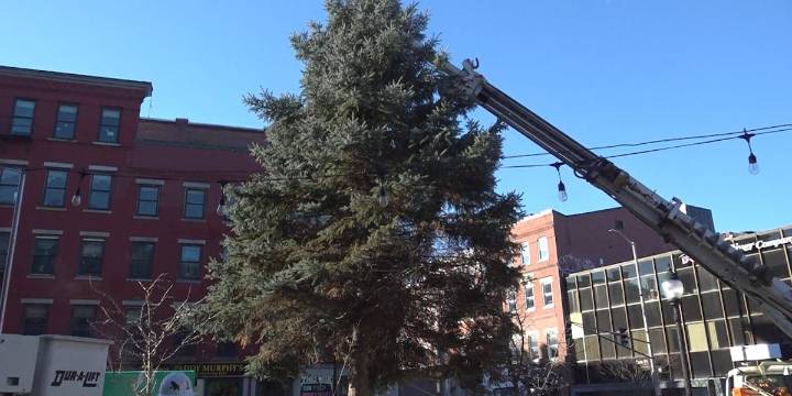 Bangor welcomes 40-foot tree for holiday season