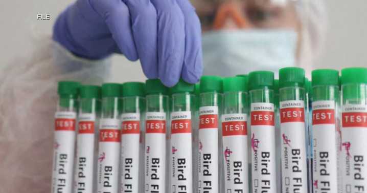 Goose tests positive for bird flu in Rock County