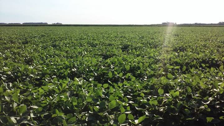 Mercado de granos. Vuelve a soplar  un viento de cola  para la soja en la Argentina