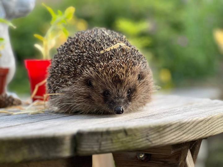 Couple saves hundreds of hedgehogs at their home