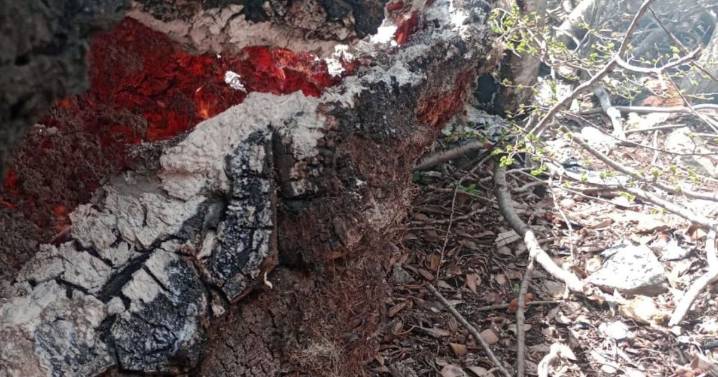 Extinguieron un foco de incendio forestal en el parque Lanín: cómo siguió el resto tras la tormenta