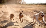 DNA Reveals the Secret History of Dogs
