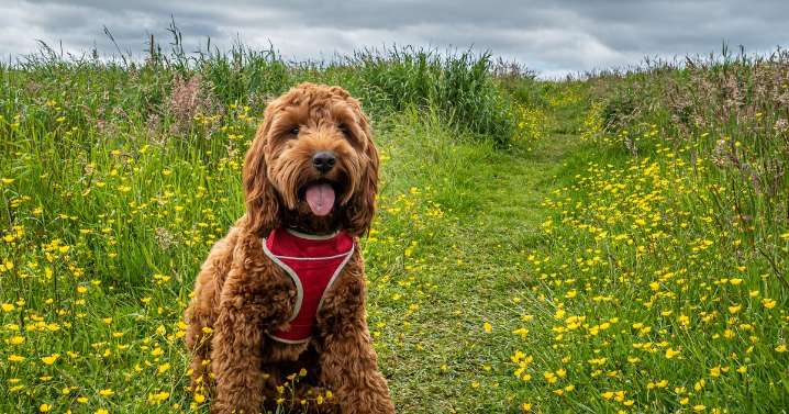 Britain's most pampered dogs revealed with owners spending more on them than other breeds